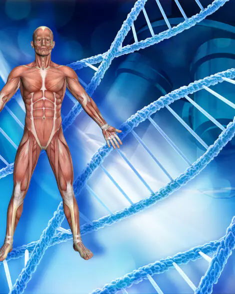 Muscle Building